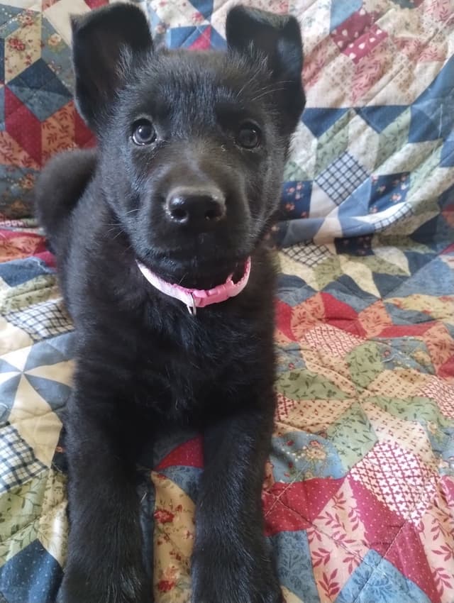 German Shepherd Dog Puppies media 2