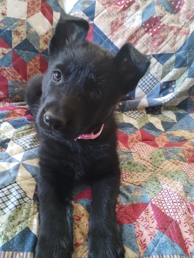 German Shepherd Dog Puppies media 3