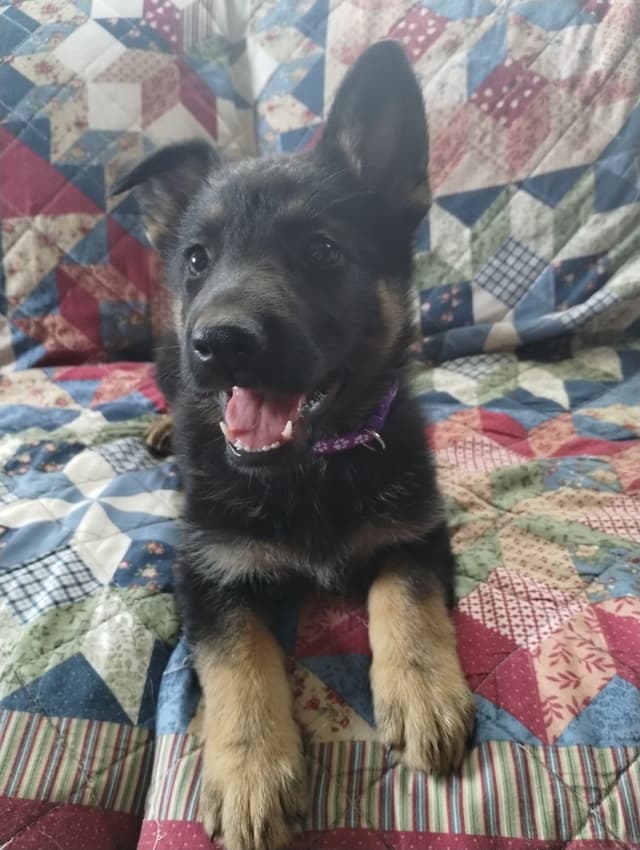 German Shepherd Dog Puppies media 5