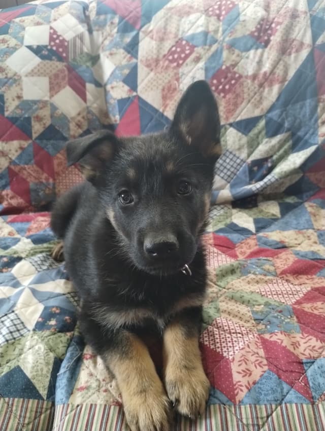 German Shepherd Dog Puppies media 8