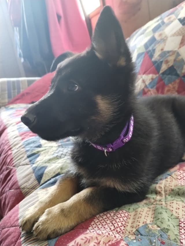 German Shepherd Dog Puppies media 10