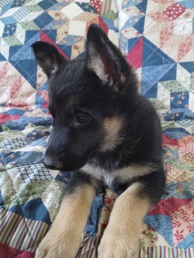 German Shepherd Dog Puppies media 9