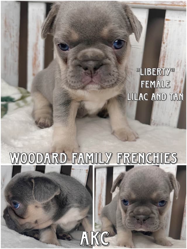 French Bulldog Puppies media 3