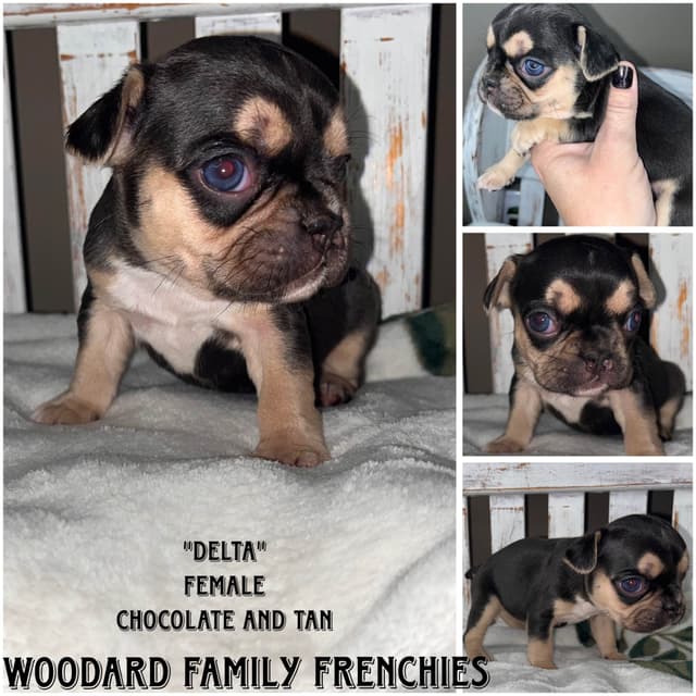 French Bulldog Puppies media 4