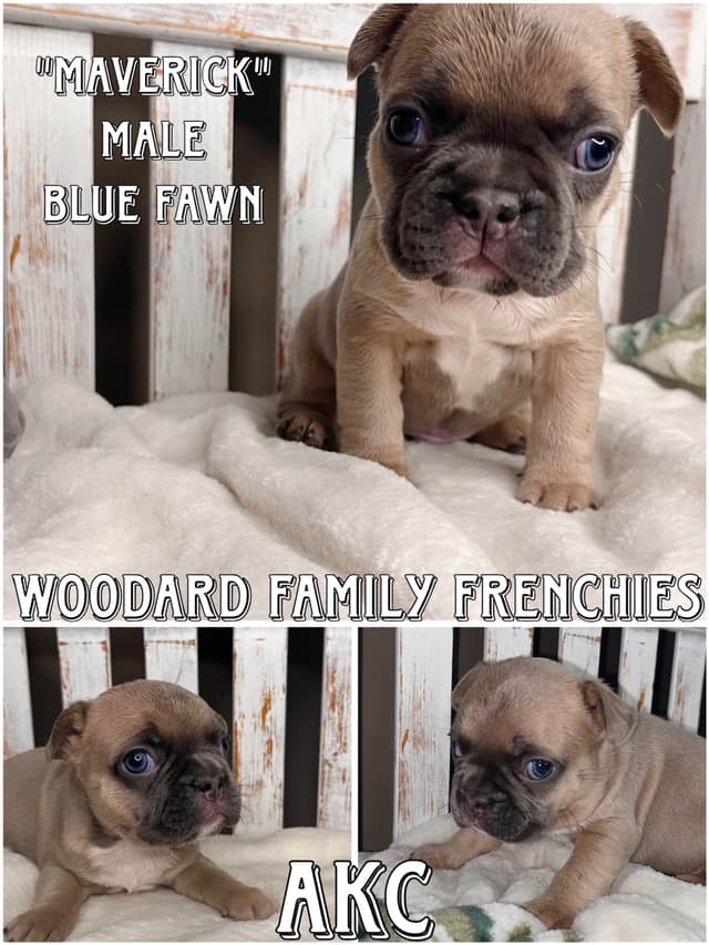 French Bulldog Puppies media 6