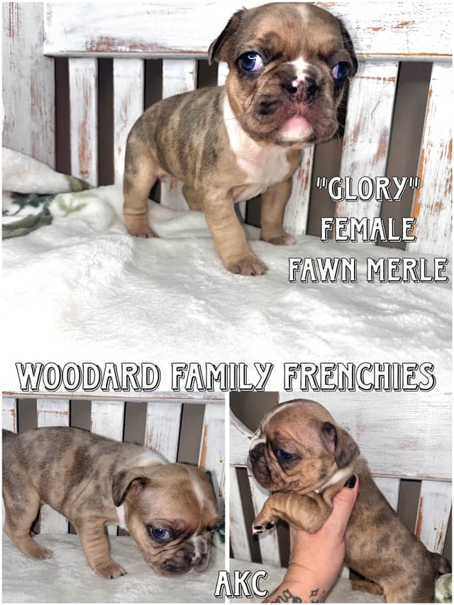 French Bulldog Puppies media 5