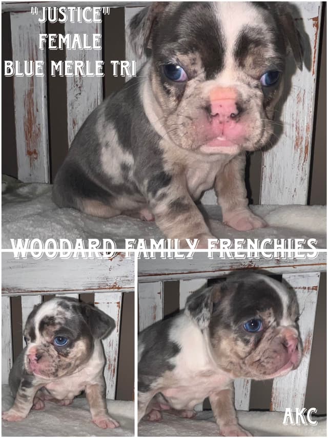 French Bulldog Puppies media 2