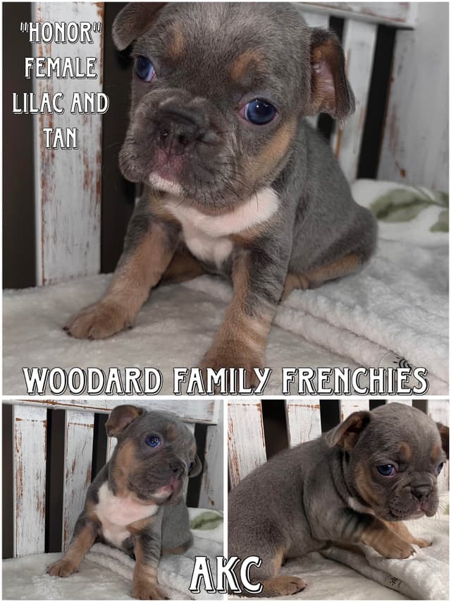 French Bulldog Puppies media 7