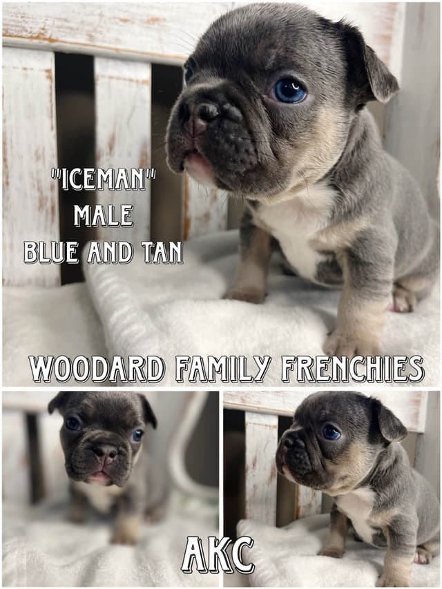 French Bulldog Puppies media 9