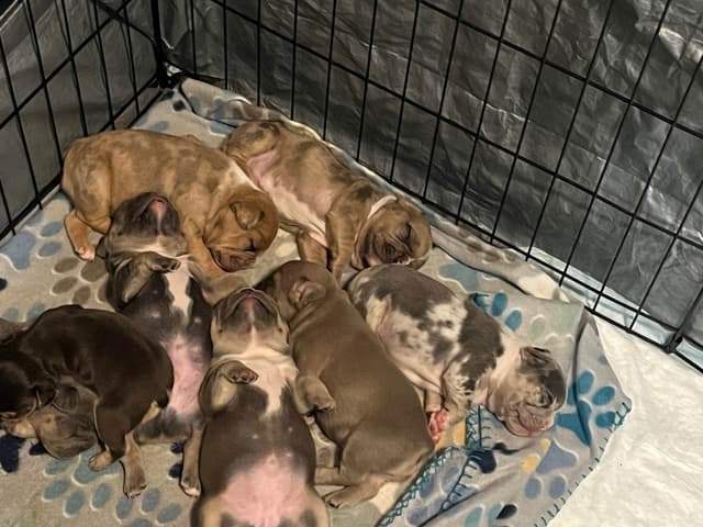 French Bulldog Puppies media 10