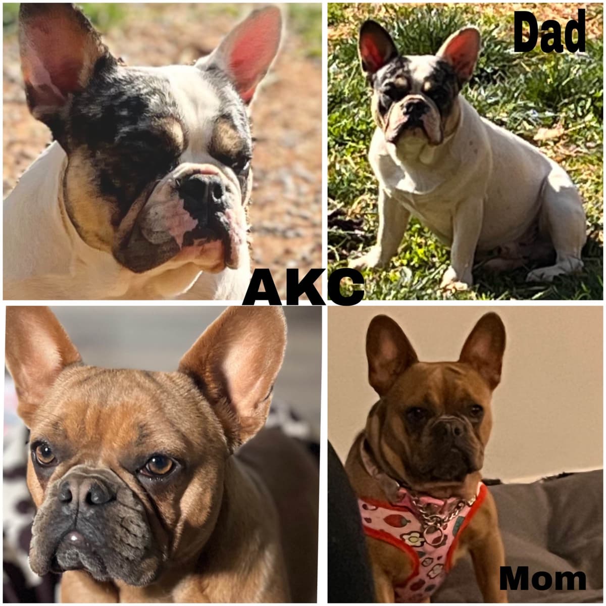 French Bulldog Puppies breeder image 2