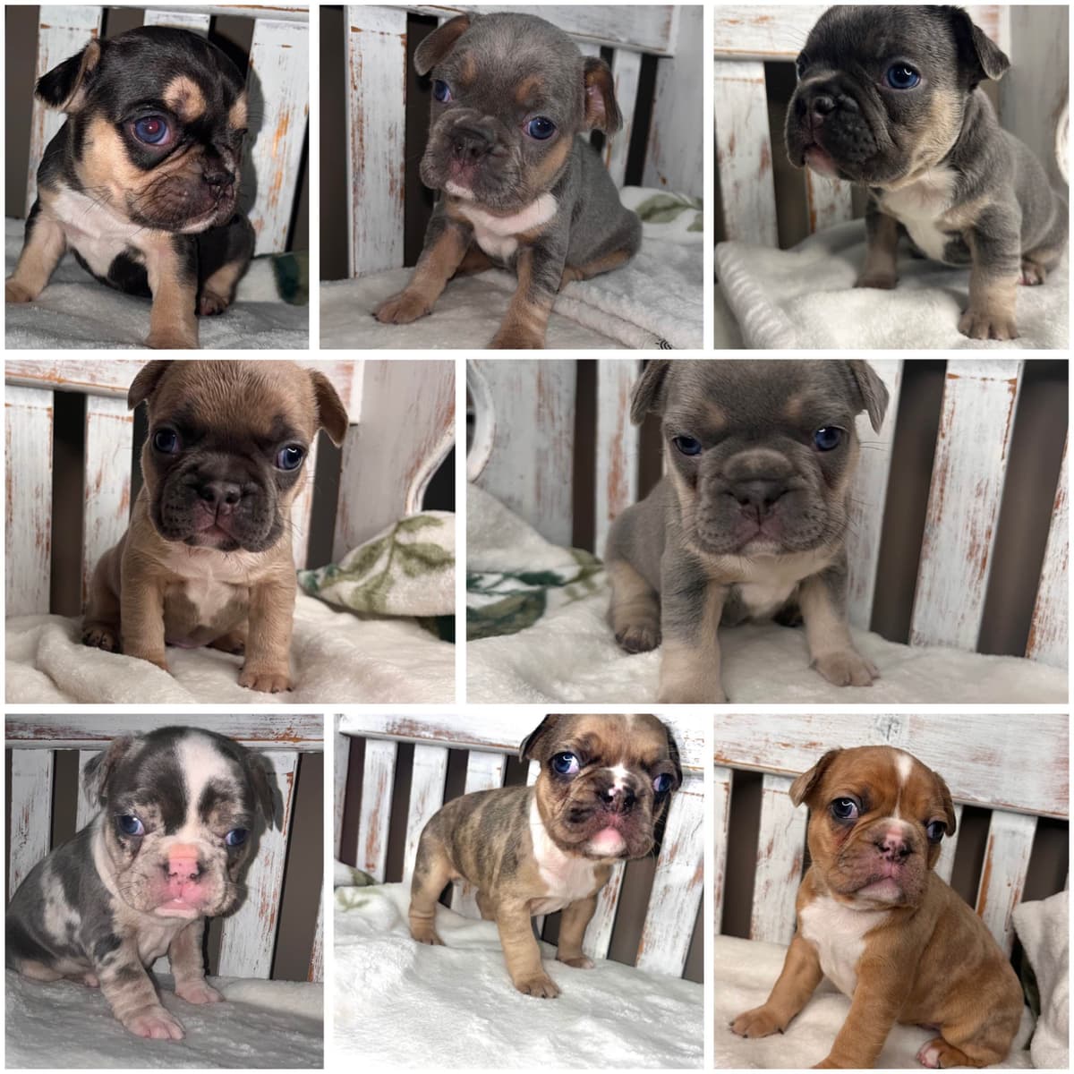 French Bulldog Puppies breeder image 3