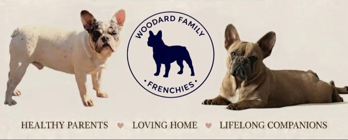 French Bulldog Puppies breeder image 6
