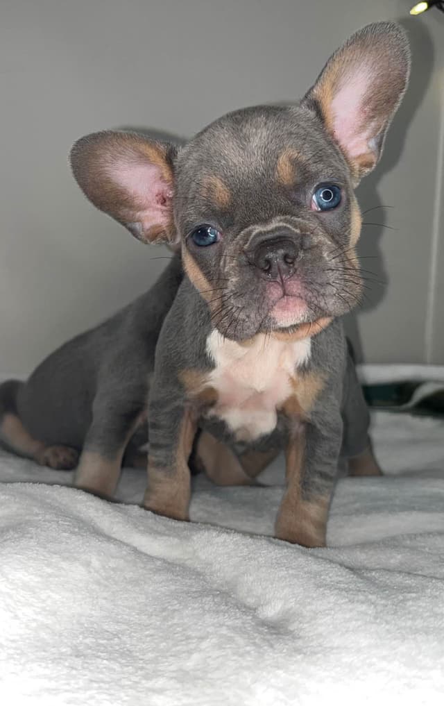 French Bulldog Puppies media 11