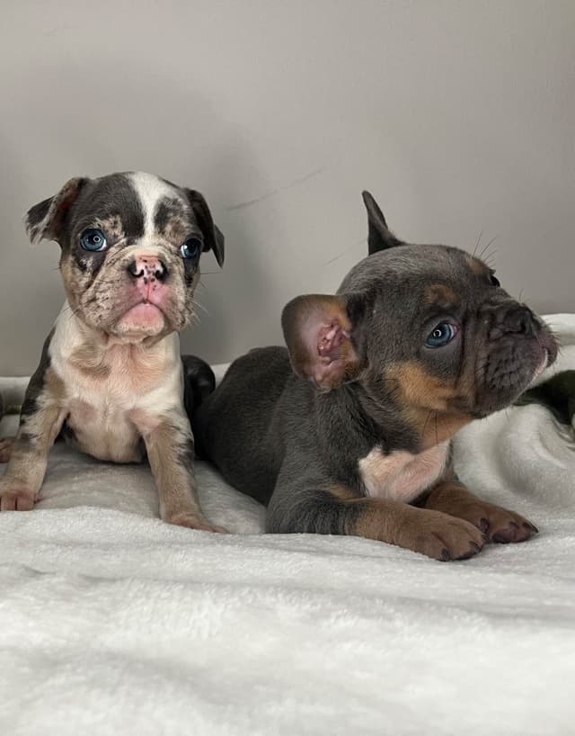 French Bulldog Puppies media 13