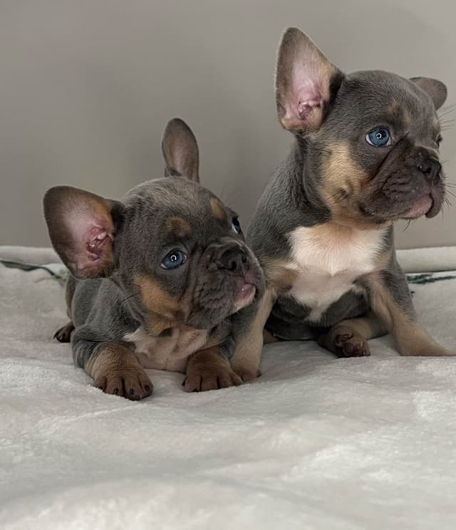 French Bulldog Puppies media 12