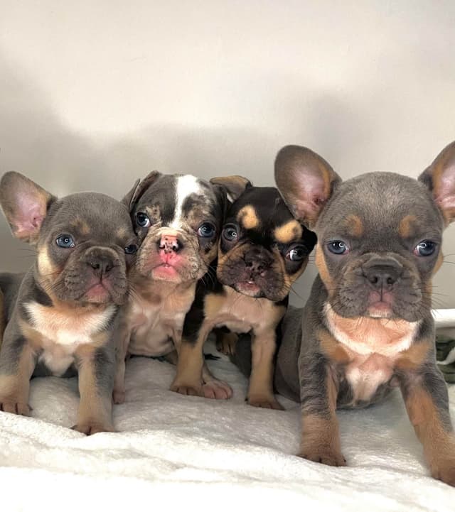 French Bulldog Puppies media 15