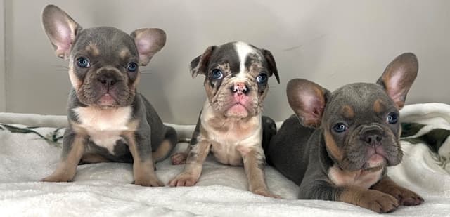 French Bulldog Puppies media 14