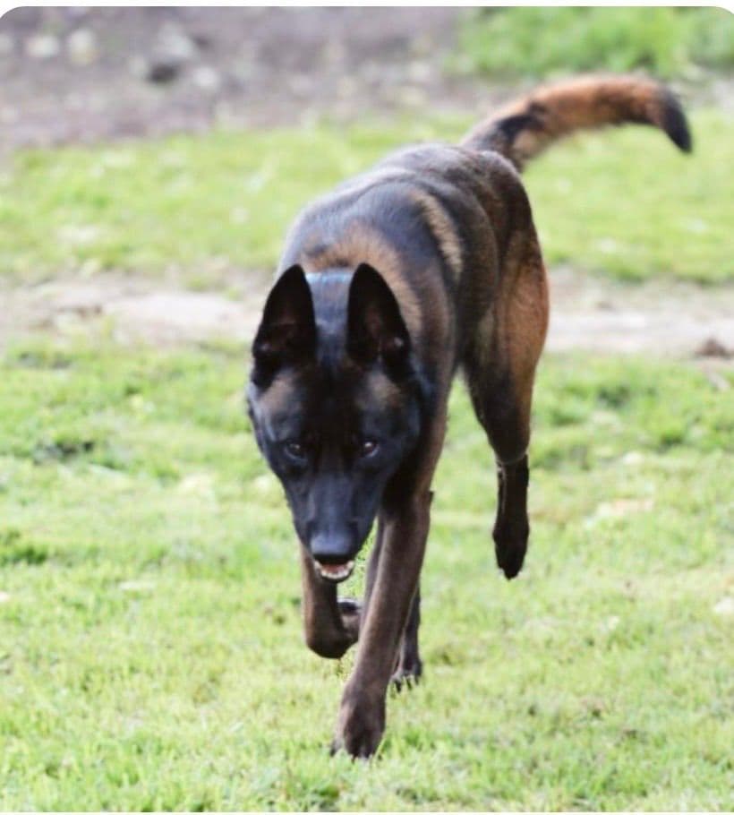 Laeknir K9 Belgian Malinois breeder image 2