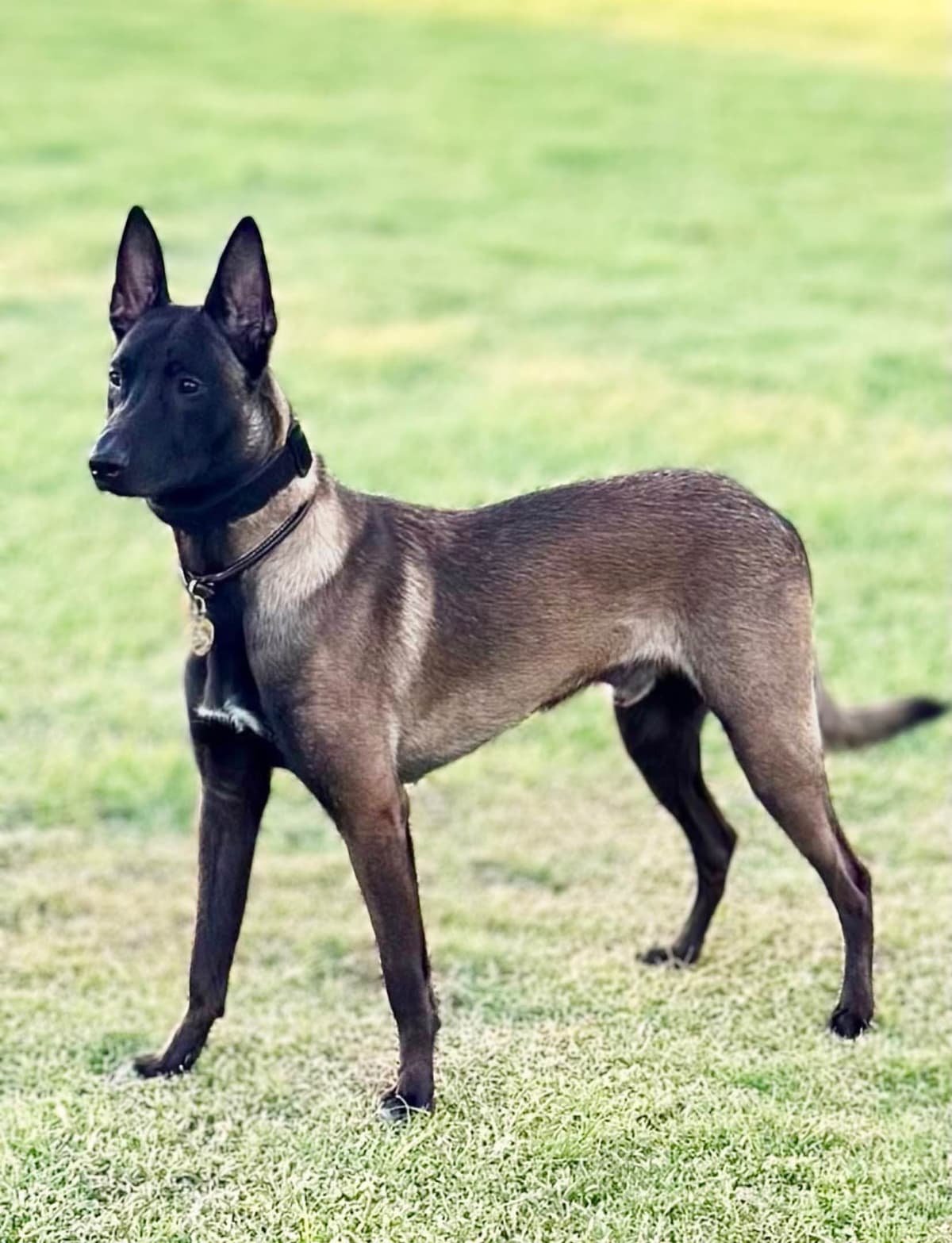 Laeknir K9 Belgian Malinois breeder image 6