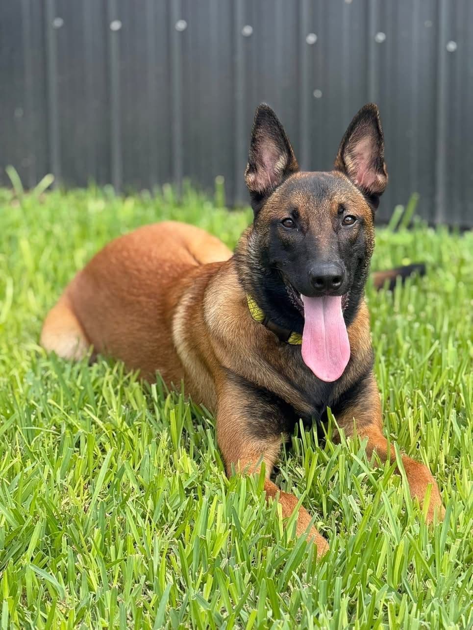 Laeknir K9 Belgian Malinois breeder image 4