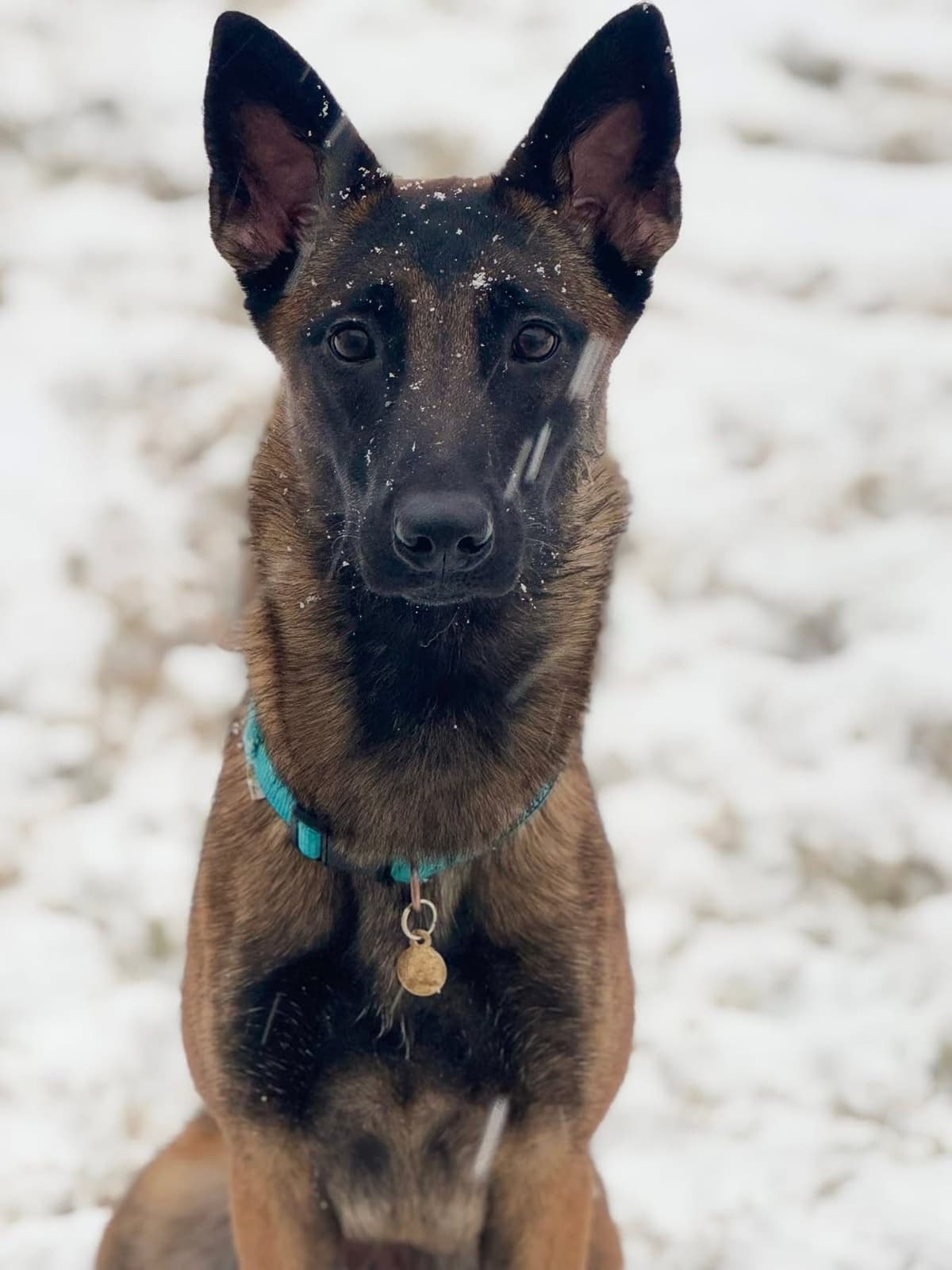 Laeknir K9 Belgian Malinois breeder image 8