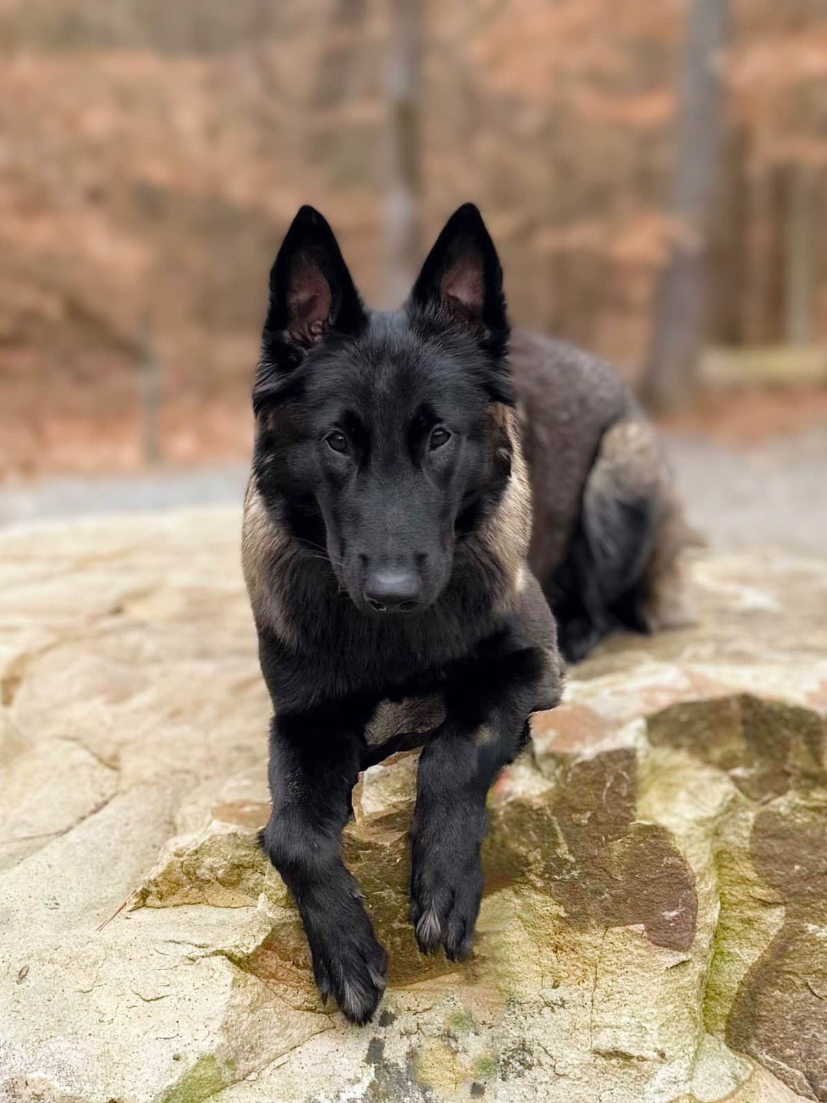 Laeknir K9 Belgian Malinois breeder image 10