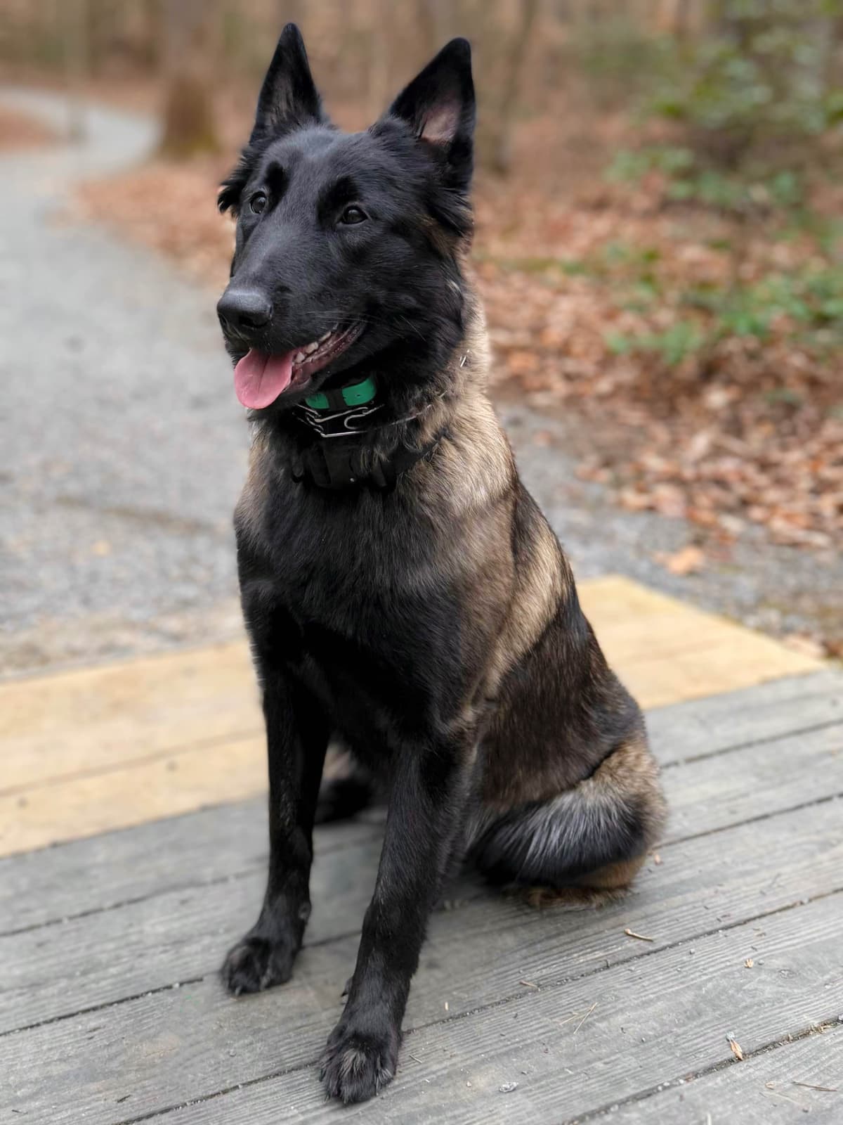 Laeknir K9 Belgian Malinois breeder image 12