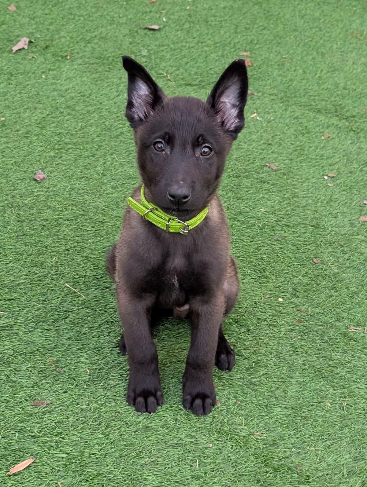 Laeknir K9 Belgian Malinois breeder image 14