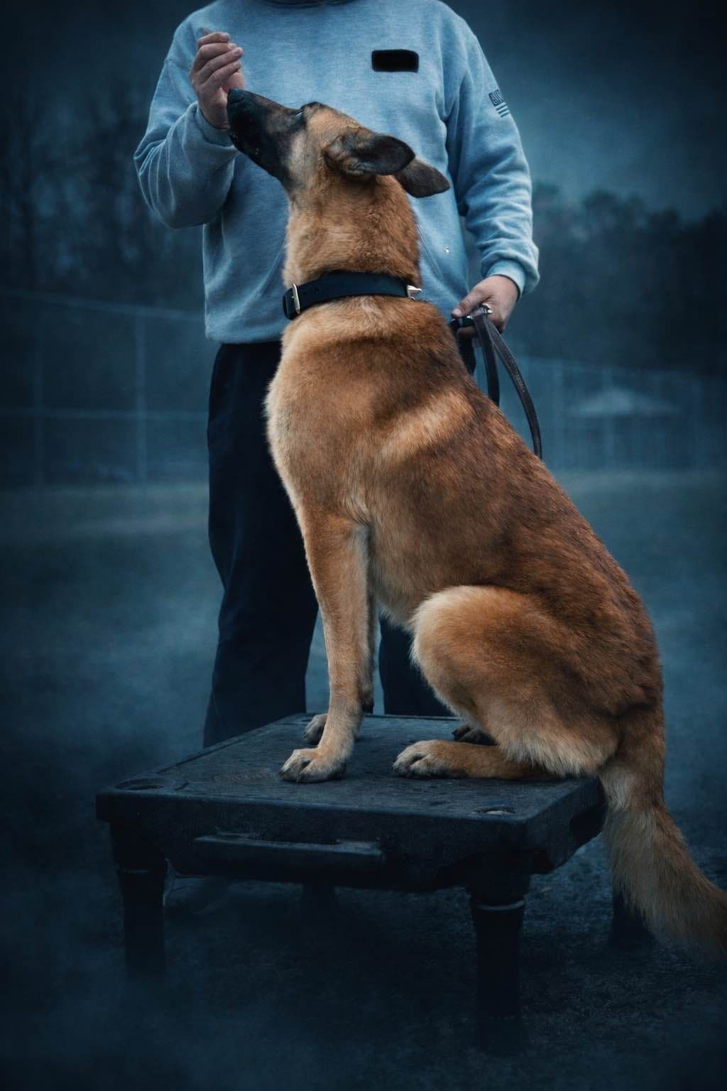 Laeknir K9 Belgian Malinois breeder image 11