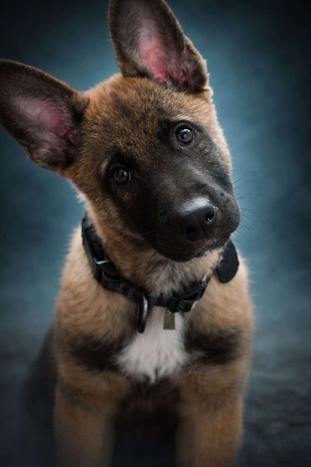 Laeknir K9 Belgian Malinois breeder image 9