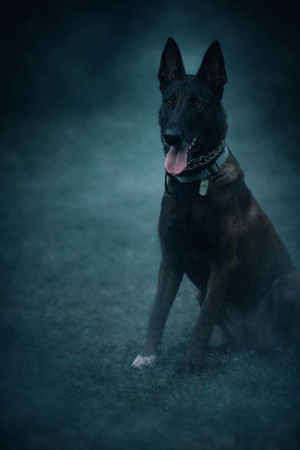 Laeknir K9 Belgian Malinois breeder image 7