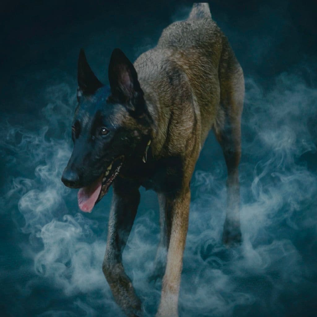 Laeknir K9 Belgian Malinois breeder image 15