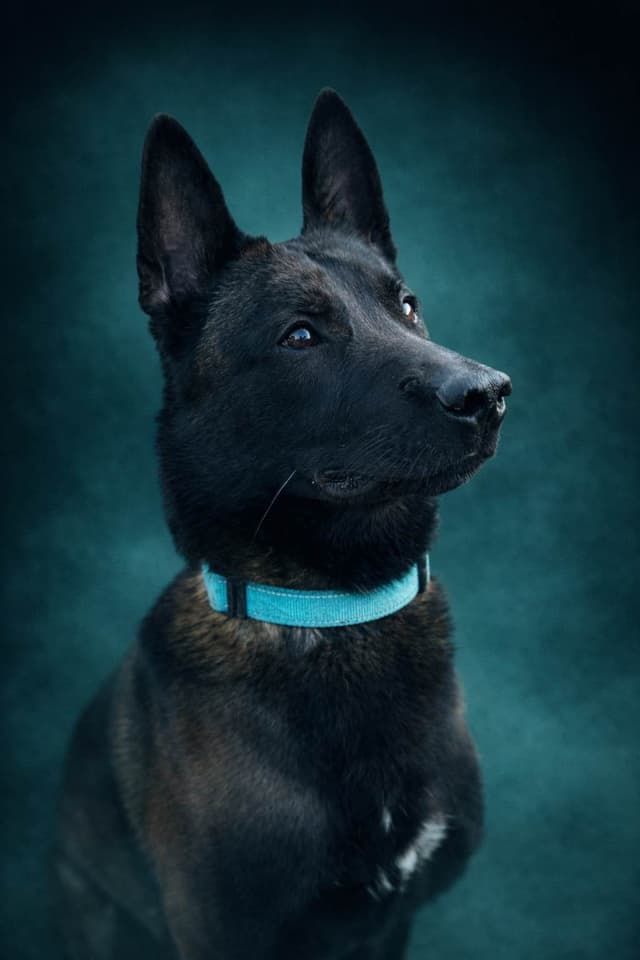 Laeknir K9 Belgian Malinois media 2