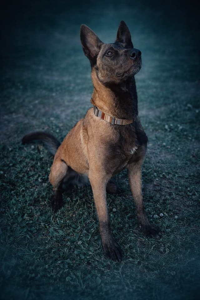 Laeknir K9 Belgian Malinois media 3