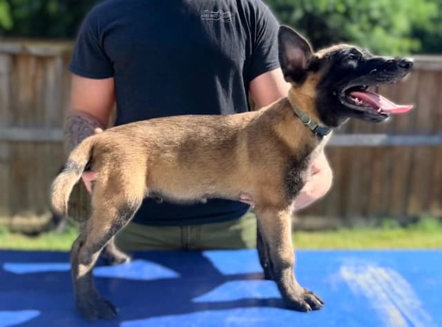 Laeknir K9 Belgian Malinois media 4