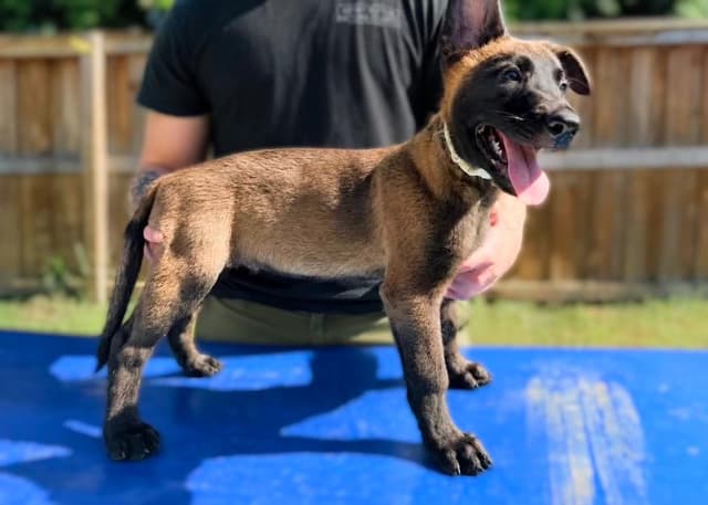 Laeknir K9 Belgian Malinois media 5
