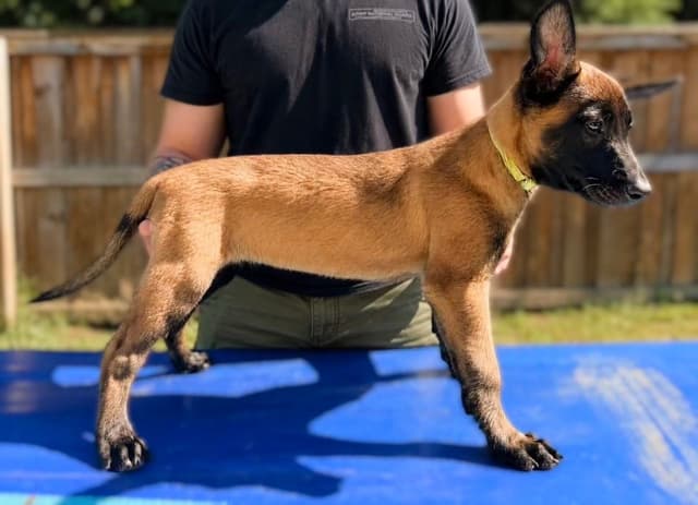 Laeknir K9 Belgian Malinois media 7