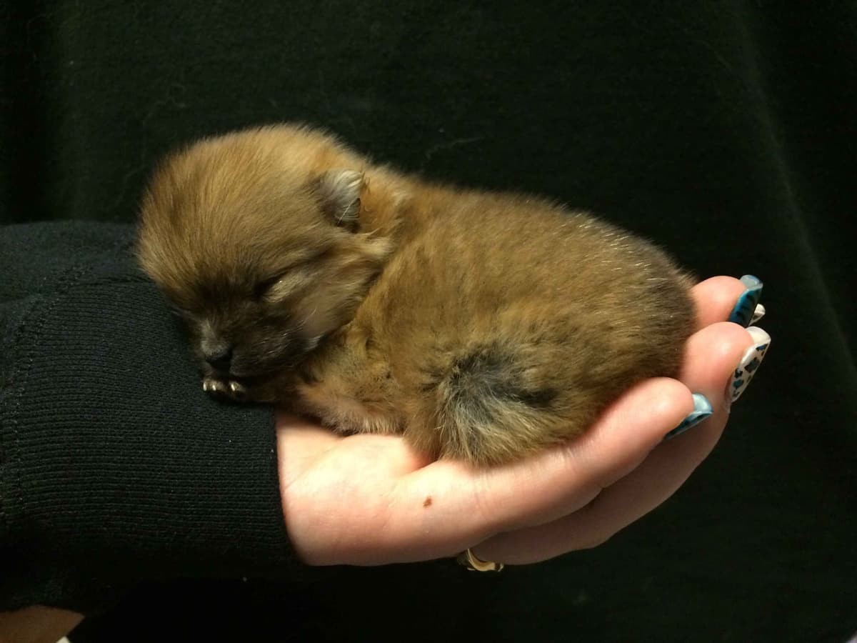 Pomeranian Puppies breeder image 4