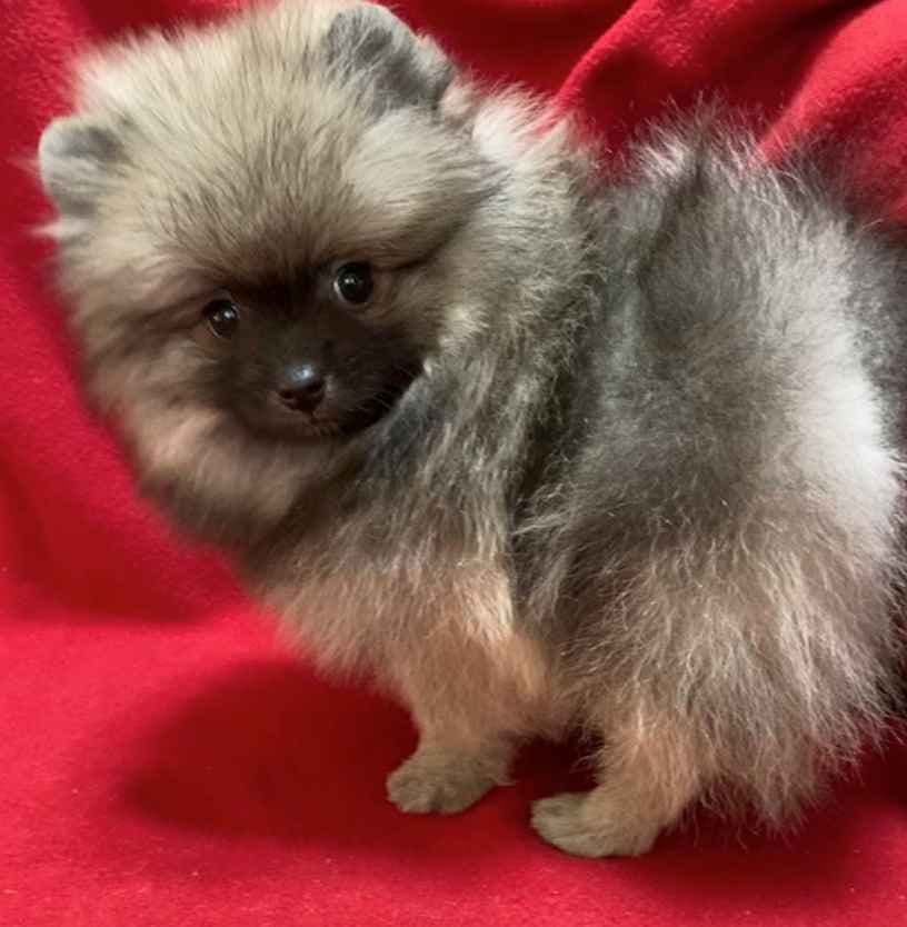 Pomeranian Puppies breeder image 5