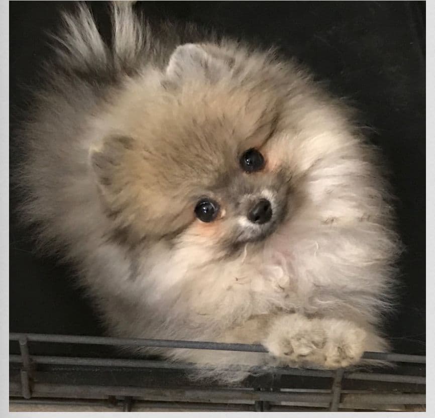 Pomeranian Puppies breeder image 6
