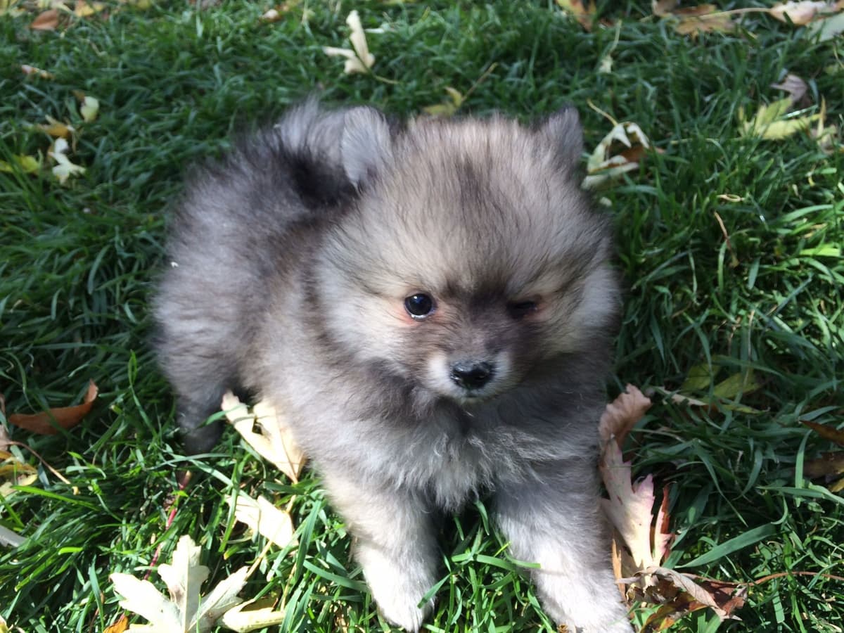 Pomeranian Puppies breeder image 1