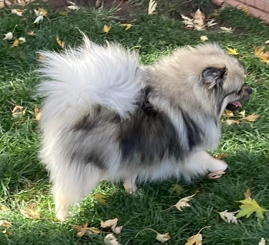 Pomeranian Puppies breeder image 7