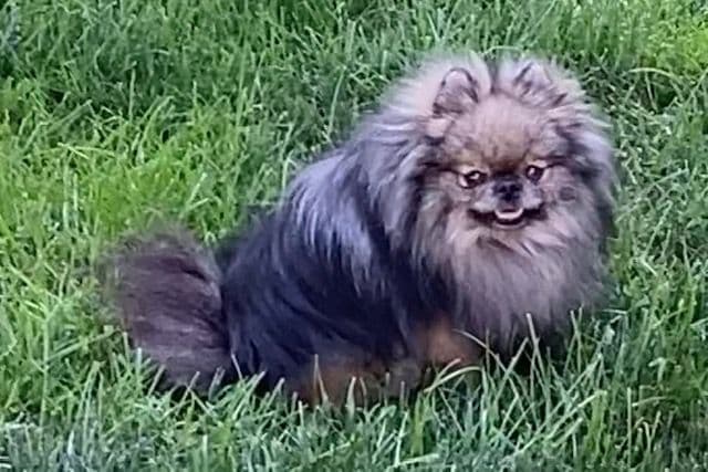 Pomeranian Puppies breeder image 8