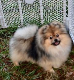 Pomeranian Puppies breeder image 9