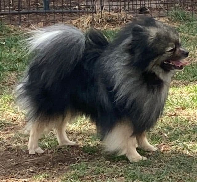 Pomeranian Puppies breeder image 10