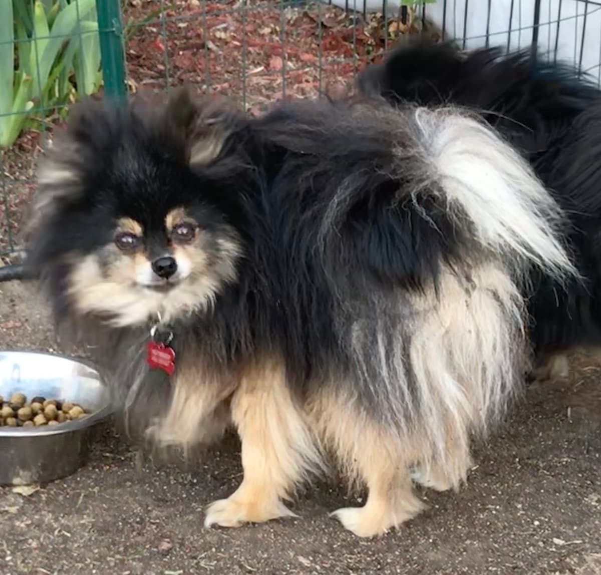 Pomeranian Puppies breeder image 11