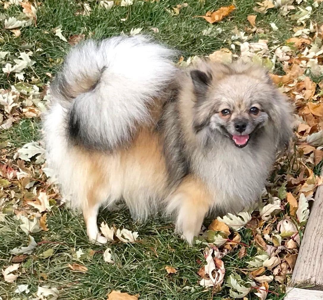 Pomeranian Puppies breeder image 12