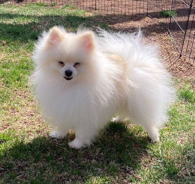 Pomeranian Puppies breeder image 13