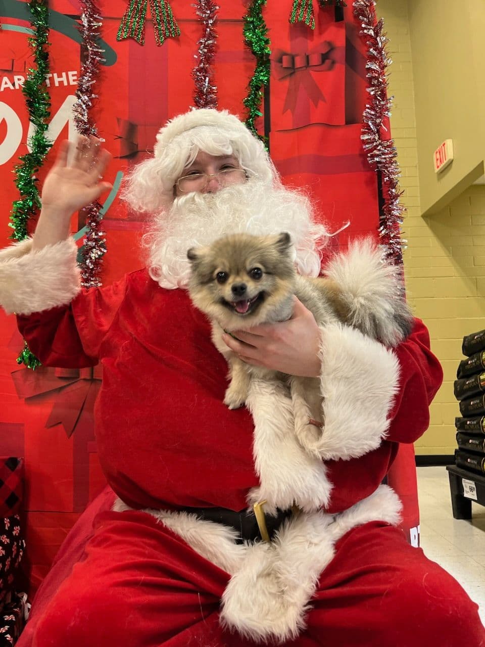 Pomeranian Puppies breeder image 14